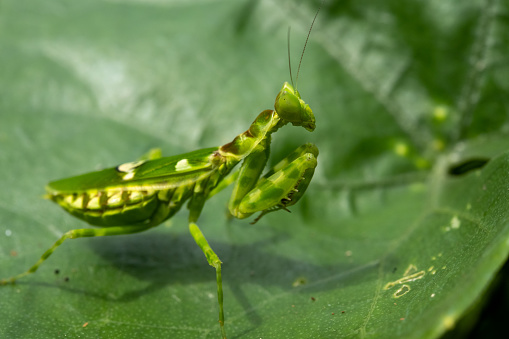 Green adult female Mantis religiosa portrait in blue background.