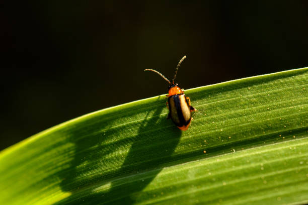 istock Orange cucurbit leaf beetle, Pumpkin beentle on green leaf 1450484148