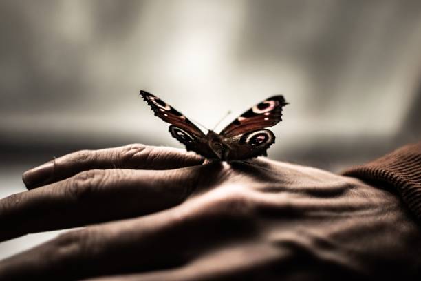 istock Peacock butterfly standing on male hand with blur background 1450486360