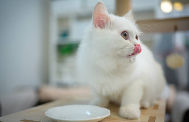 Persian cat one of the most popular breeds of attractive cats. With a lovely hairy appearance, serene, and devoted to the owner.