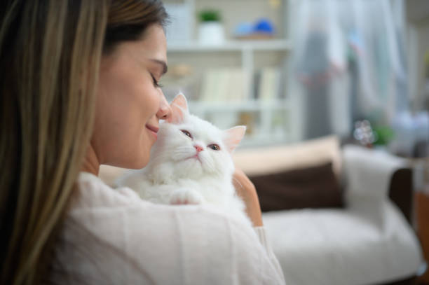 istock A young woman works at home while a white Persian cat 1450486472