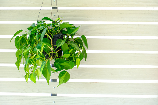 Philodendron Brasil (Philodendron Hederaceum Scandens Brasil) hang on white wall. Tropical creeper house plant with yellow stripes in flower pot. Houseplant care concept, for modern interior decoratio