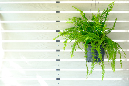 Boston fern (Nephrolepis exaltata Bostoniensis) growing in pot. Beautiful fresh green fern hangs on the white wooden wall for home decoration, isolated on white background, copy space for text