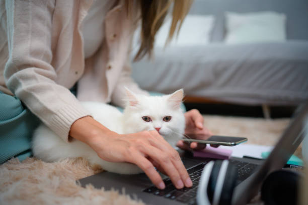 istock A young woman works at home while a white Persian cat 1450486569