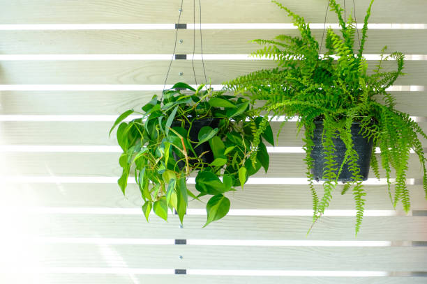 istock Philodendron Brasil hang on the wall  with Boston fern 1450486572