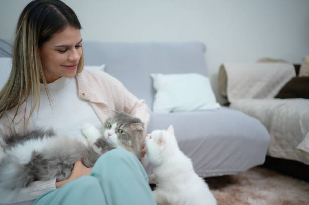 istock A young woman works at home while a white Persian cat 1450486606