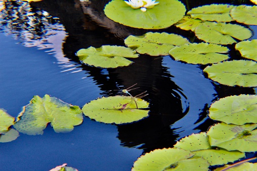 Dragonflies on water lily pads with reflections