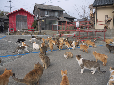 Large group of hungry cats feeding on japanese nekojima, Aoshima cat island