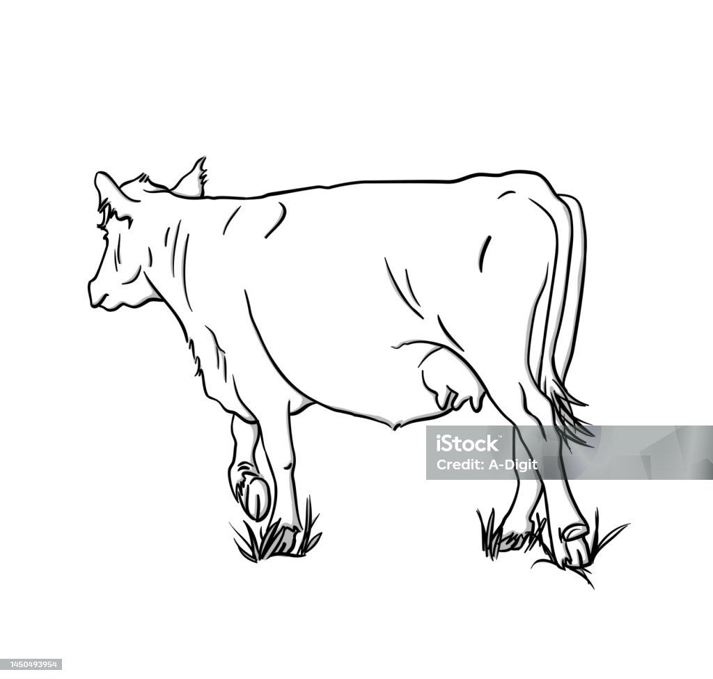 Sapi Seketsa Sapi Dalam Sketsa Rumput Ilustrasi Stok - Unduh Gambar Sekarang - Sapi ...