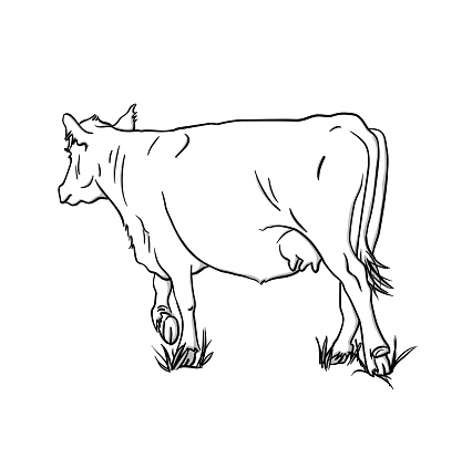 hand drawn illustration showing a cow walking in the field.