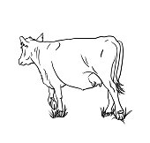 istock Cow In The Grass Sketch 1450493954