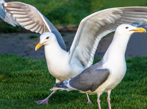 갈매기 청어 라루스 아르젠타투스 - herring gull 뉴스 사진 이미지