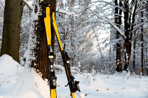 Mountain skis in a snow-covered forrest.