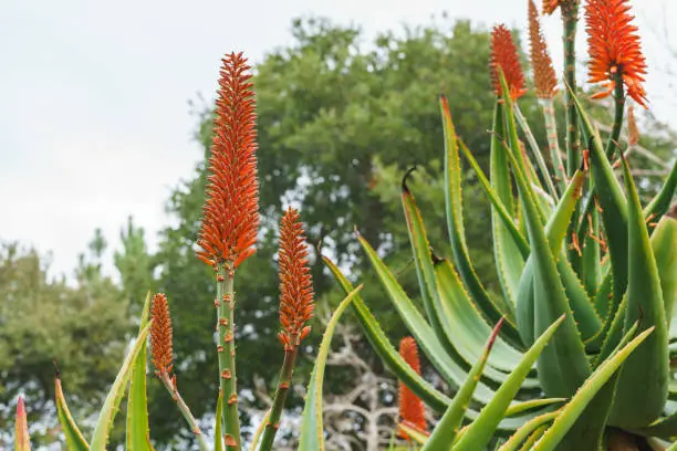 Photo of Mountain Aloe (Aloe marlothii) close up in bloom in the garden. Mountain Aloe is a large evergreen succulent