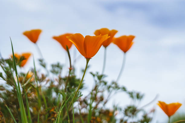 kalifornijskie złote maki kwitnące na tle błękitnego nieba na backgorund - poppy field flower california golden poppy zdjęcia i obrazy z banku zdjęć
