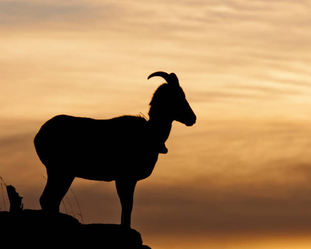 istock Bighorn Sheep ewe sunrise silhouette 1450510336