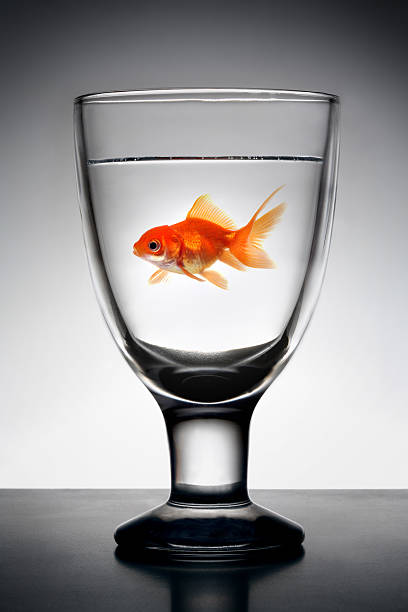 istock Goldfish in  Glass pure water 145051491