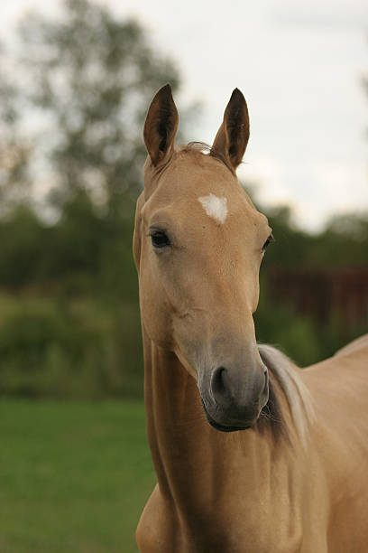 Akhal Teke Horse stock photo
