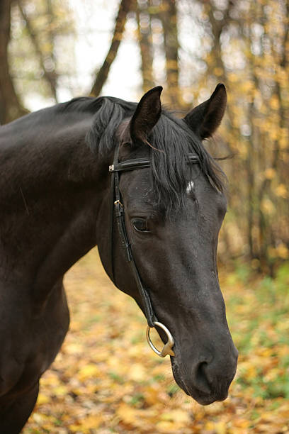 Fall. Horse in forest. stock photo