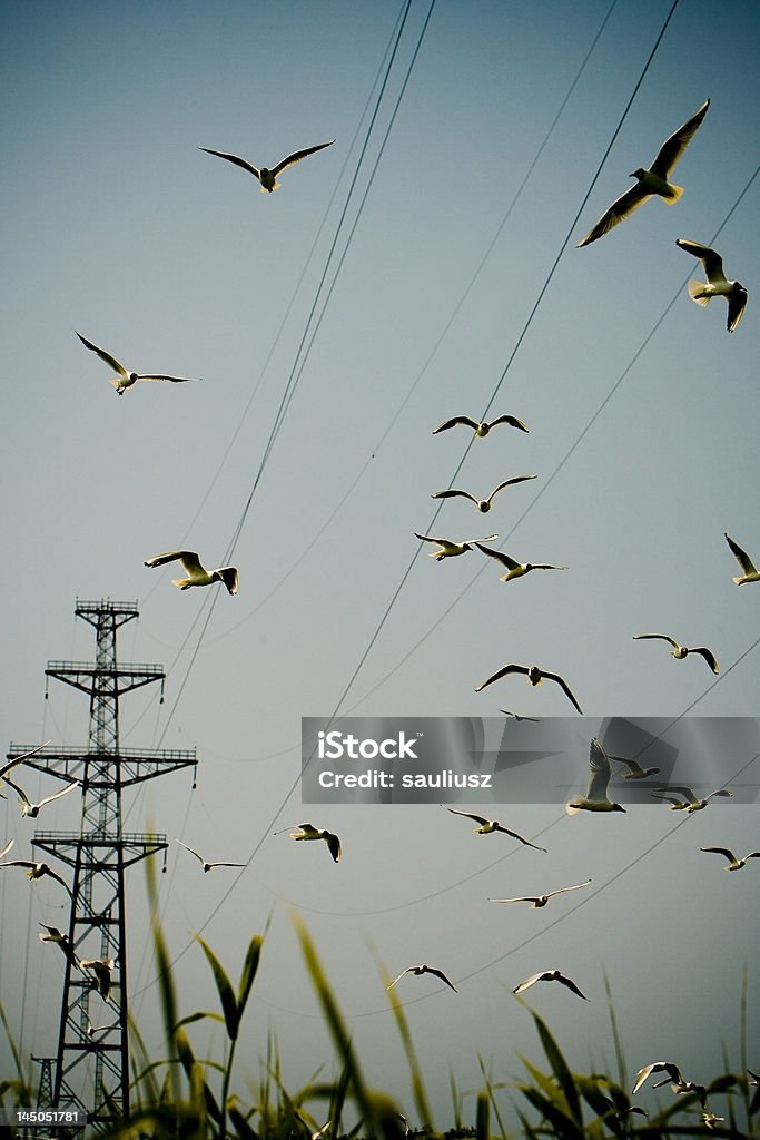 Vögel und Kabel - Lizenzfrei Anmut Stock-Foto