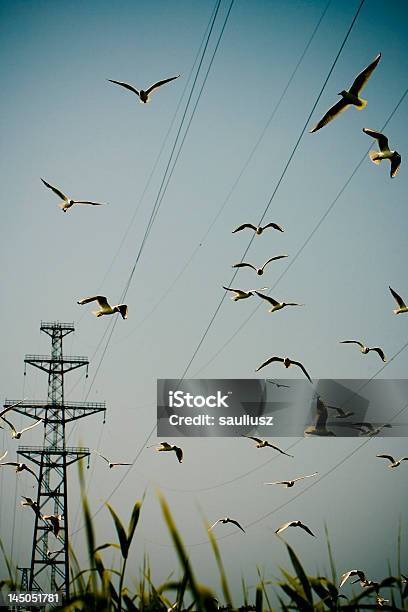 Vögel Und Kabel Stockfoto und mehr Bilder von Anmut - Anmut, Ausrüstung und Geräte, Baugewerbe