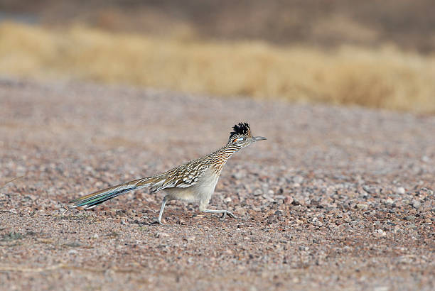 istock State Bird of New Mexico 145051817
