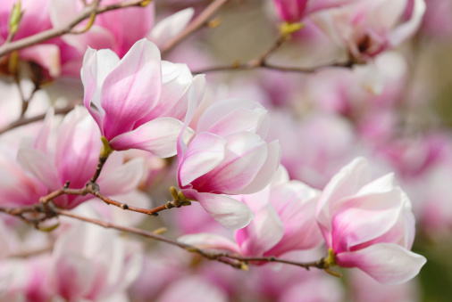 Blooming magnolia tree in spring on pastel bokeh white background