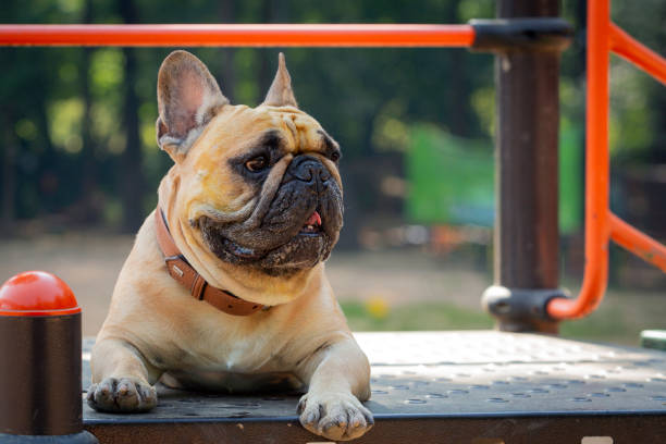 istock French bulldog resting after training. 1450518771