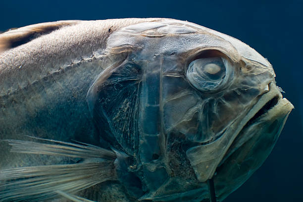 istock fish fossil close up 145051897