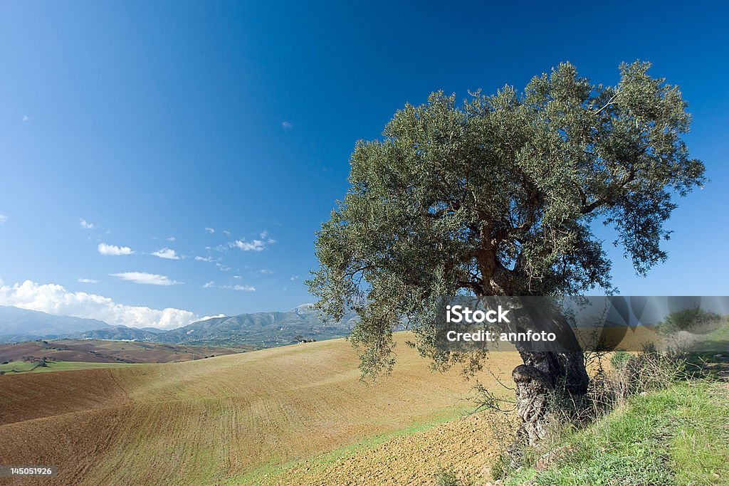 Olive Tree en un paisaje rural - Foto de stock de Agricultura libre de derechos