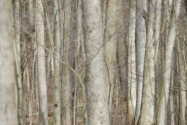 istock Can't see wood for the trees 145051935