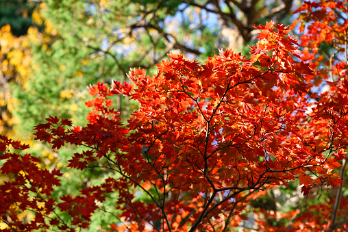 Bright autumn leaf color in the forest with shallow depth of field.