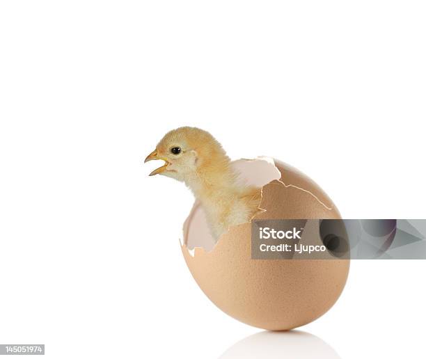 New Life Stock Photo - Download Image Now - Animal Egg, Baby Chicken, Breaking