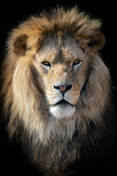 istock Lion portrait with mane closeup. 1450519931