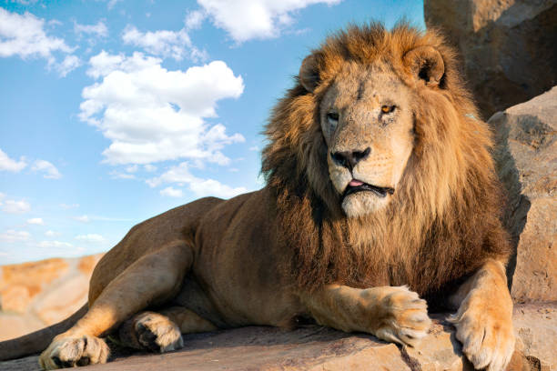 istock Lion portrait with mane closeup. 1450519936