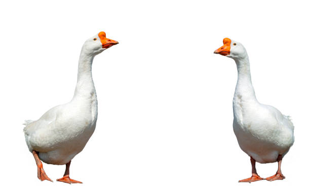 istock White goose on a white background close-up 1450521186