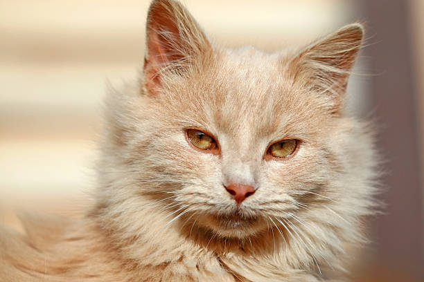 istock Domestic House Cat 145052198