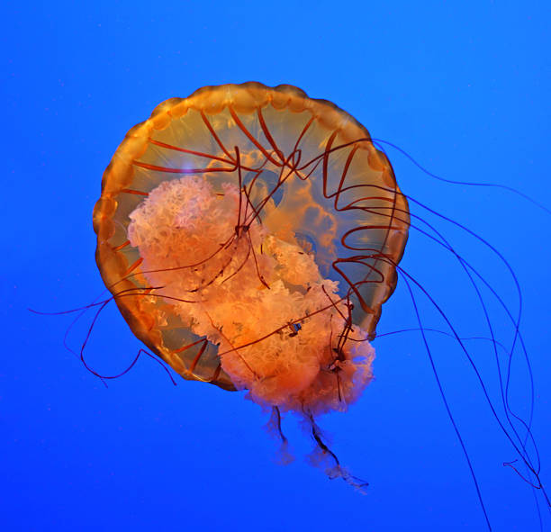 istock Adult Jellyfish 145052204