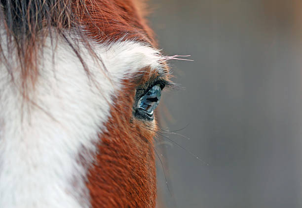 istock Equine Closeup - Horse With Blue Eyes 145052237