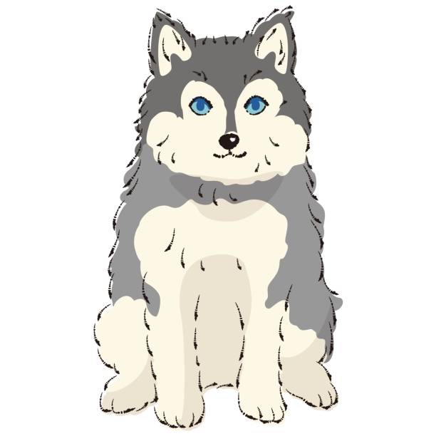 Pomsky Icon 40+ Pomsky Illustrations, Royalty-Free Vector Graphics & Clip Art - iStock