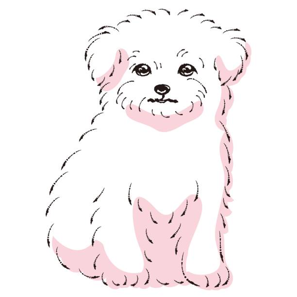 チワマルのイラスト(チワワとマルチーズの混合犬) - dog mixed breed dog puppy white background点のイラスト素材／クリップアート素材／マンガ素材／アイコン素材
