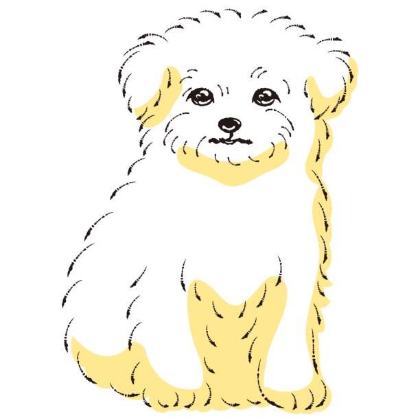 チワマルのイラスト(チワワとマルチーズの混合犬) - dog mixed breed dog puppy white background点のイラスト素材／クリップアート素材／マンガ素材／アイコン素材