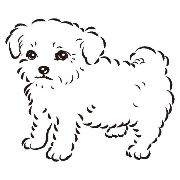 チワプのイラスト(チワワとトイプードルの混合犬) - dog mixed breed dog puppy white background点のイラスト素材／クリップアート素材／マンガ素材／アイコン素材