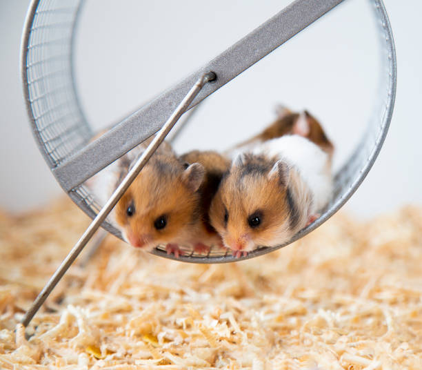 istock Cute hamsters are sitting in a hamster wheel. 1450526344