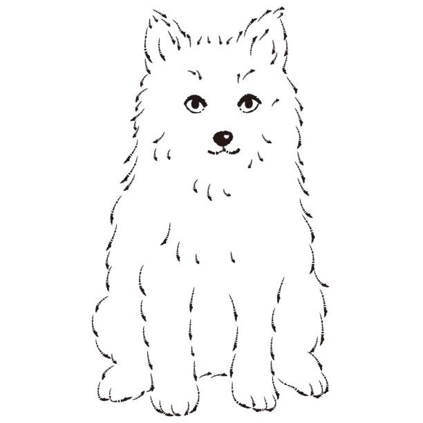 Pomsky Icon 40+ Pomsky Stock Illustrations, Royalty-Free Vector Graphics & Clip Art ...