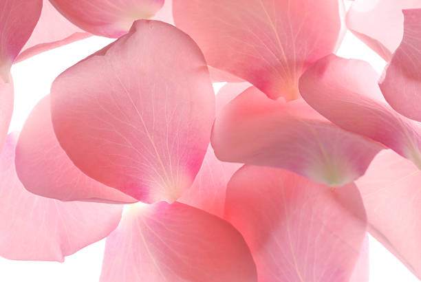 pink rose petals