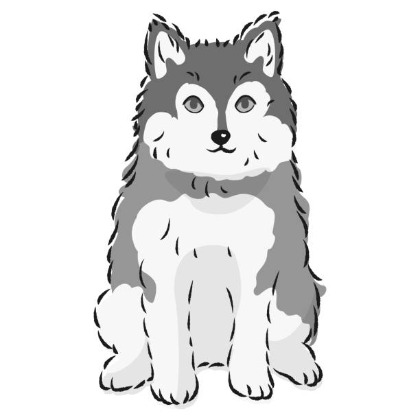 Pomsky Icon 40+ Pomsky Stock Illustrations, Royalty-Free Vector Graphics & Clip Art ...