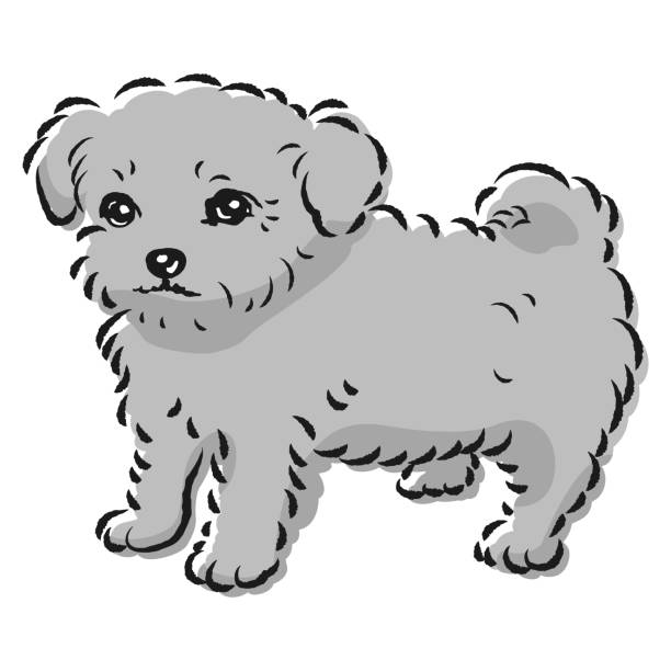 チワプのイラスト(チワワとトイプードルの混合犬) - dog mixed breed dog puppy white background点のイラスト素材／クリップアート素材／マンガ素材／アイコン素材