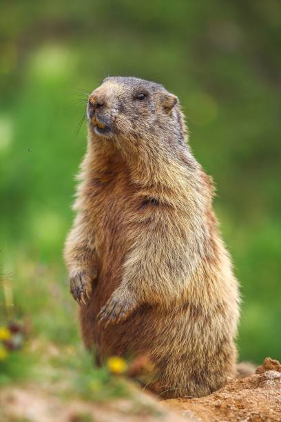 istock Vertical shot of a woodchuck (Marmota monax) looking aside 1450527418