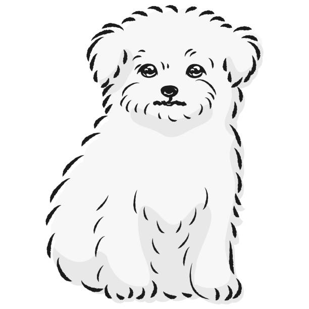 チワマルのイラスト(チワワとマルチーズの混合犬) - dog mixed breed dog puppy white background点のイラスト素材／クリップアート素材／マンガ素材／アイコン素材